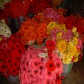 Bangalore Gerbera