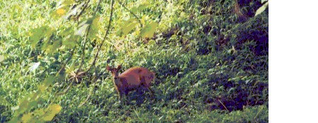 Eravikulam national park