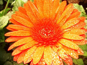 gerbera daisy orange