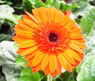 gerbera daisy orange