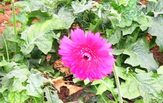 gerbera daisy pink