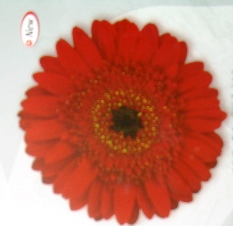 gerbera daisy red