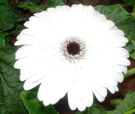 gerbera daisy white