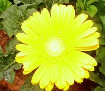 gerbera daisy yellow