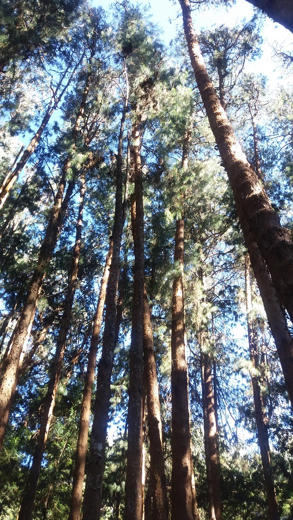 Kodai pine tree forest