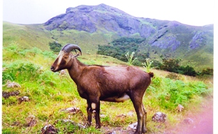 Eravikulam national park Nilgiri Tahr
