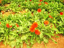 Orange Gerbera