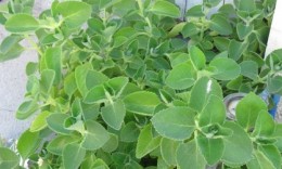 oregano plant