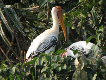 Ranganathittu Bird sanctuary