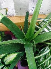 Aloe vera