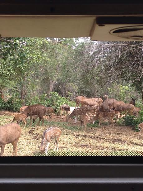 Bannerghatta National Park