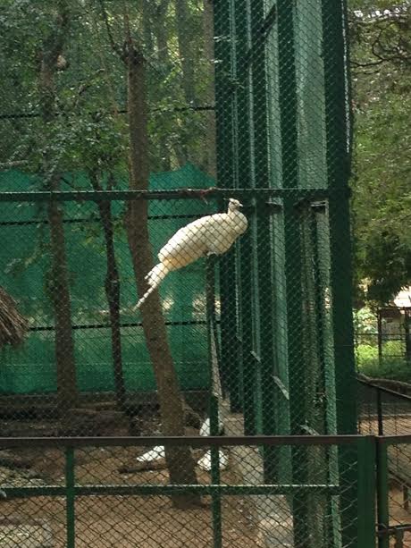 Bannerghatta National Park