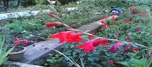 Kodai park flowers