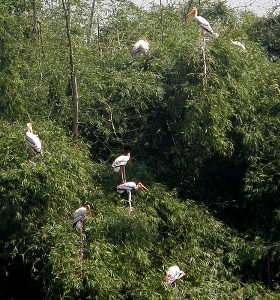 Vedathangal bird sanctuary